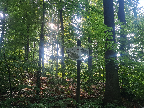 Baumharz