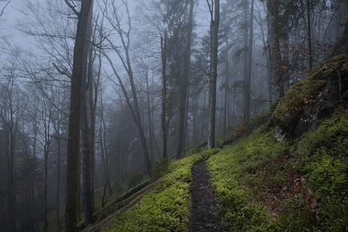 Wandern im Schwarzwald