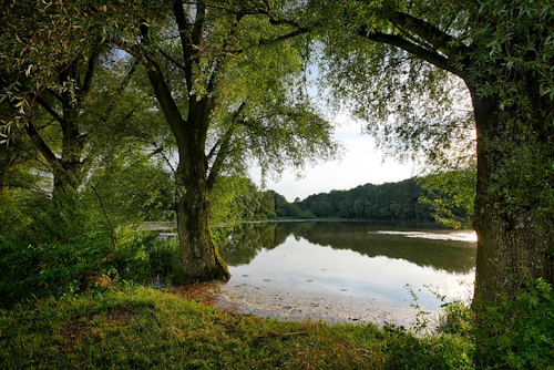 Dreifelder Weiher: Rundwanderung